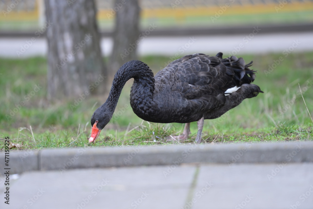 Fototapeta premium the black swan