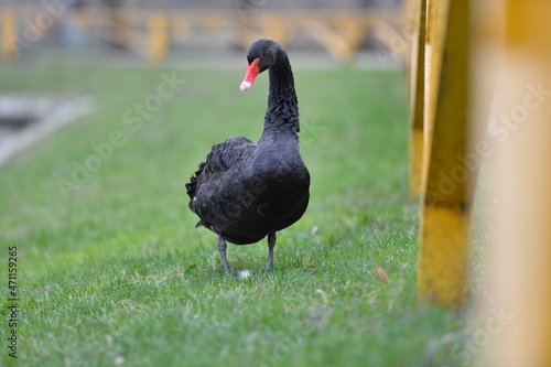 the black swan
