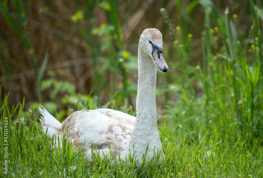 Fototapeta premium swan