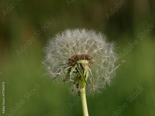 Close-up shot of a dandelion in a field.
