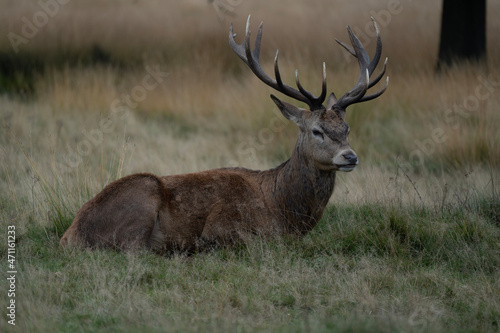 deer stag © Robert