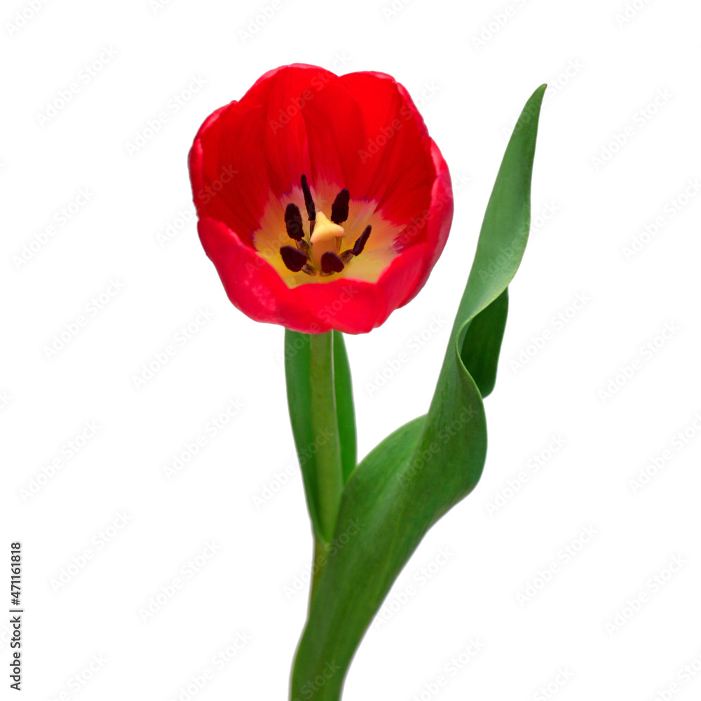 Red tulip flower isolated on white background. Beautiful composition for advertising and packaging design in the garden business Red tulip flower isolated on white background. Beautiful composition for advertising and packaging design in the garden business