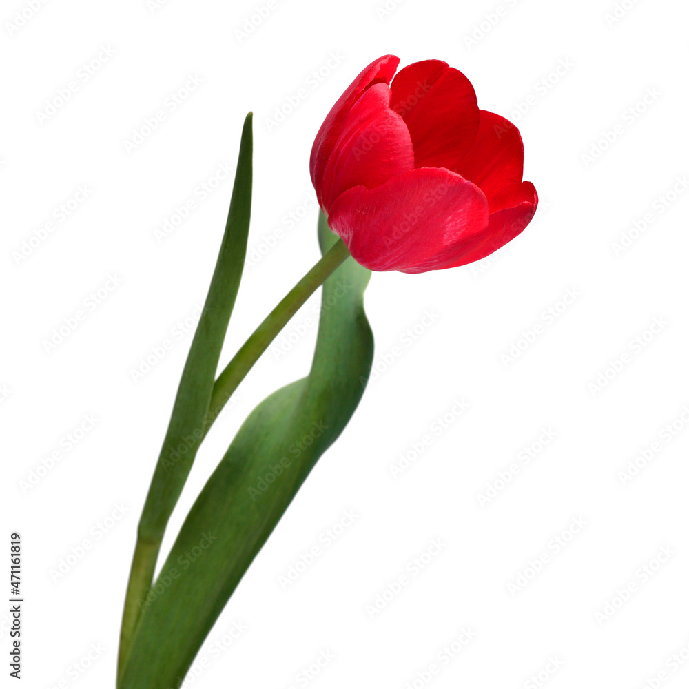 Red tulip flower isolated on white background. Beautiful composition for advertising and packaging design in the garden business Red tulip flower isolated on white background. Beautiful composition for advertising and packaging design in the garden business