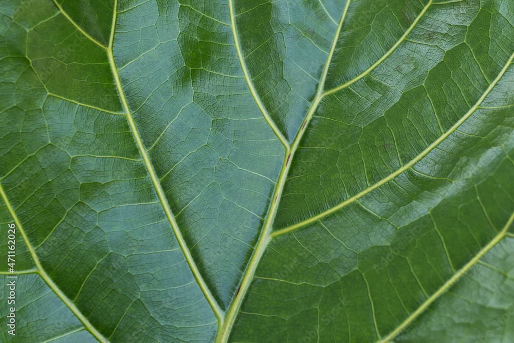 Closeup detail texture of pattern green leaf as background or wallpaper, Marco texture brach and leaves art abstract background Closeup detail texture of pattern green leaf as background or wallpaper, Marco texture brach and leaves art abstract background