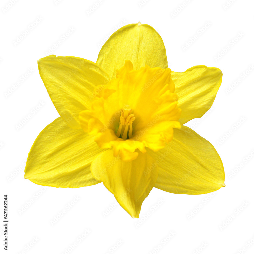 Yellow daffodil flower isolated on white background. Beautiful composition for advertising and packaging design in the garden business Yellow daffodil flower isolated on white background. Beautiful composition for advertising and packaging design in the garden business