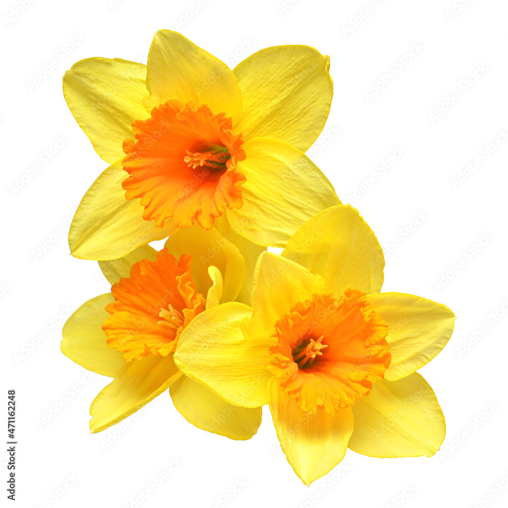 Bouquet of yellow daffodils flowers isolated on white background. Beautiful composition for advertising and packaging design in the garden business Bouquet of yellow daffodils flowers isolated on white background. Beautiful composition for advertising and packaging design in the garden business