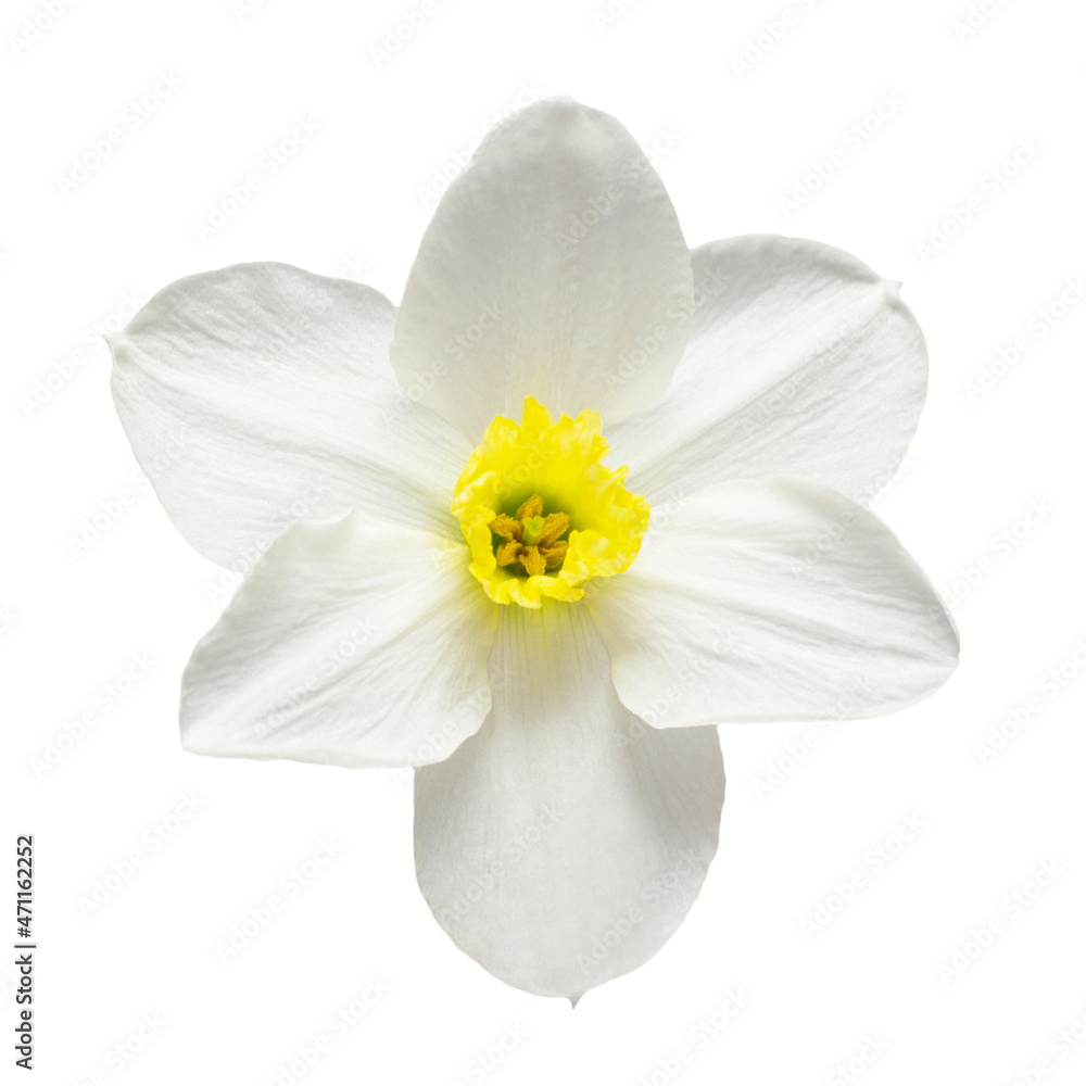 White daffodil flower isolated on white background. Beautiful composition for advertising and packaging design in the garden business