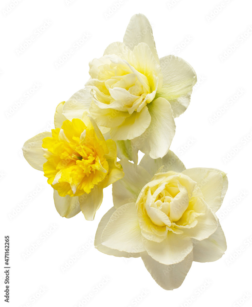 Bouquet of yellow and white daffodils flowers isolated on white background. Beautiful composition for advertising and packaging design in the garden business Bouquet of yellow and white daffodils flowers isolated on white background. Beautiful composition for advertising and packaging design in the garden business