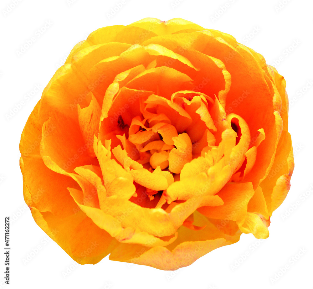 Orange tulip flower isolated on white background. Beautiful composition for advertising and packaging design in the garden business. Flat lay, top view Orange tulip flower isolated on white background. Beautiful composition for advertising and packaging design in the garden business. Flat lay, top view
