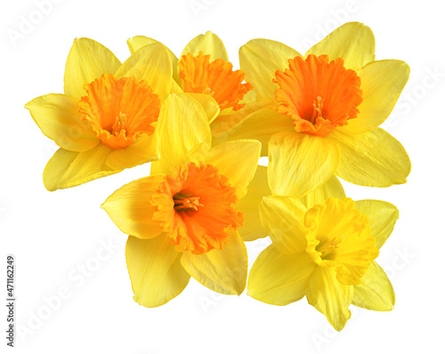 Bouquet of yellow daffodils flowers isolated on white background. Beautiful composition for advertising and packaging design in the garden business