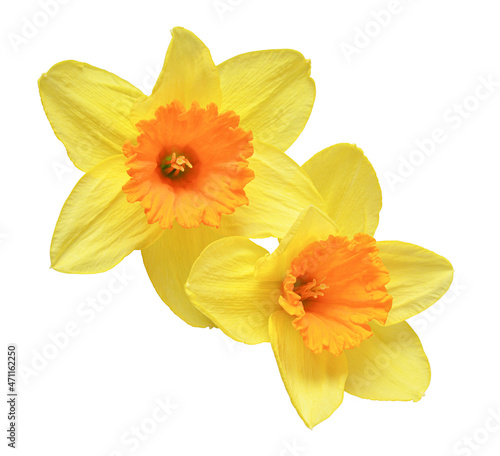 Bouquet of yellow daffodils flowers isolated on white background. Beautiful composition for advertising and packaging design in the garden business