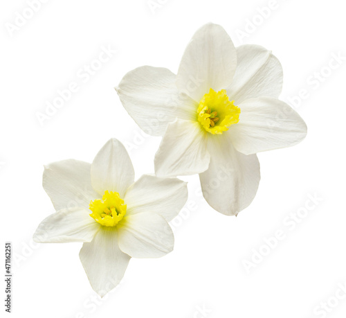 Bouquet of white daffodils flowers isolated on white background. Beautiful composition for advertising and packaging design in the garden business