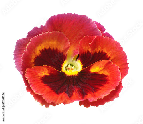 Red flowers pansy isolated on white background. Beautiful composition for advertising and packaging design in the garden business