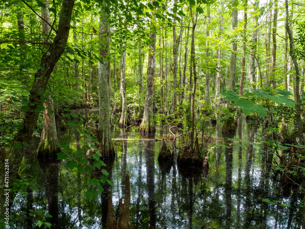 pond in the woods pond in the woods