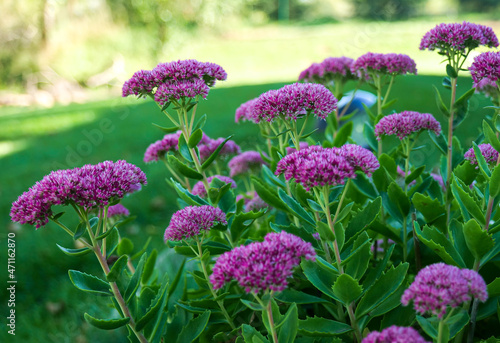 Beautiful Showy Stonecrop, or ice plant, Hylotelephium spectabile or Sedum spectabile, in the shady part of the garden. These flowers are also know as butterfly stonecrop. photo
