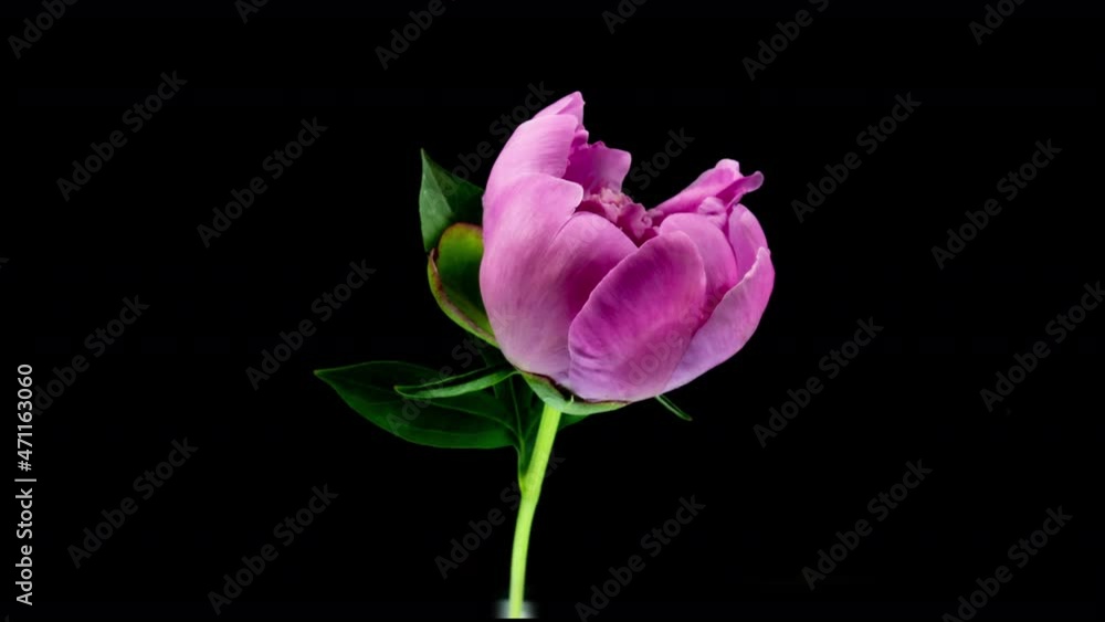 Timelapse of spectacular beautiful pink peony flower blooming on black background. Blooming peony flower open, time lapse, close-up. Easter, birthday, spring, Valentine's day, holidays concept. 4k Timelapse of spectacular beautiful pink peony flower blooming on black background. Blooming peony flower open, time lapse, close-up. Easter, birthday, spring, Valentine's day, holidays concept. 4k