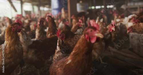 Close up of a flock of chickens on farm photo