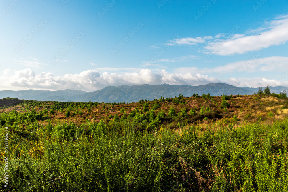 mantle of green vegetation overlooking the mountain