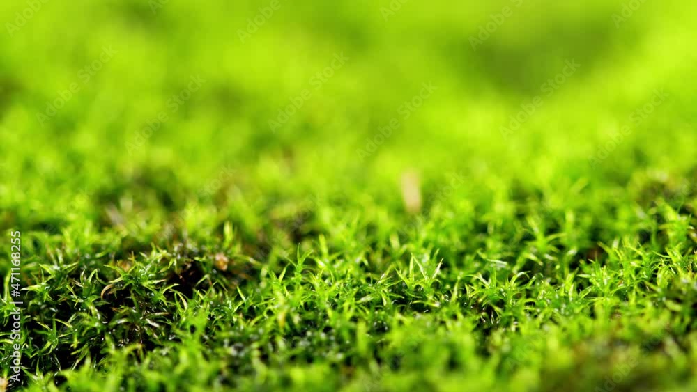 Macro plan green moss. Moss is bright green and glows with light from direct sunlight. Macro plan green moss. Moss is bright green and glows with light from direct sunlight.