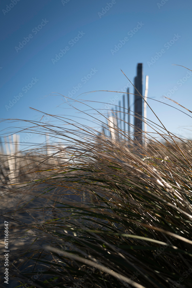 Beach grass blades waving in the wind on the beach with wooden fences. Cape Cod winter beach scene. Moody coastal landscape.