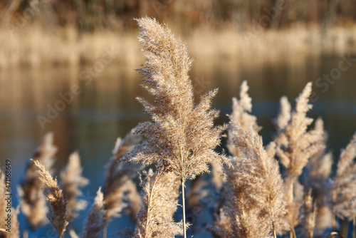 Common Reed (Phragmites australis) close to a lake in sunny autumn light