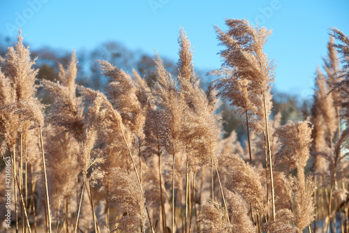 Common Reed (Phragmites australis) close to a lake in sunny autumn light against the blue sky