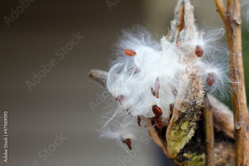 Milkweed Seeds Coming out in Autumn