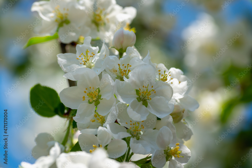 White flowers of an apple tree in early spring.