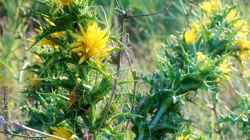 Meadow flowers close-up on a blurred background