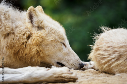 Resting white wolf near the pack.