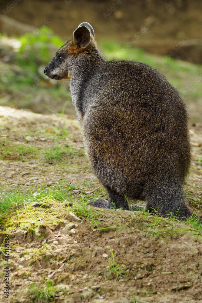 Naklejka premium Sitting little kangaroo outdoors in nature.