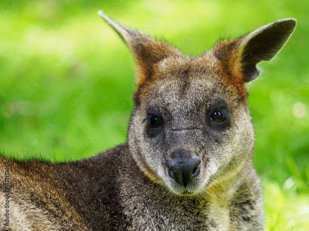 Portrait of a tiny kangaroo with grass in the background. Portrait of a tiny kangaroo with grass in the background.