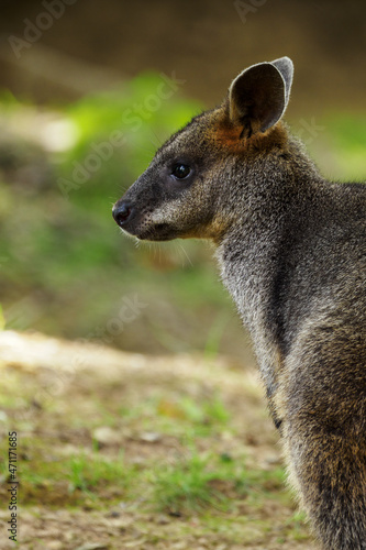 Sitting little kangaroo outdoors in nature. © lapis2380