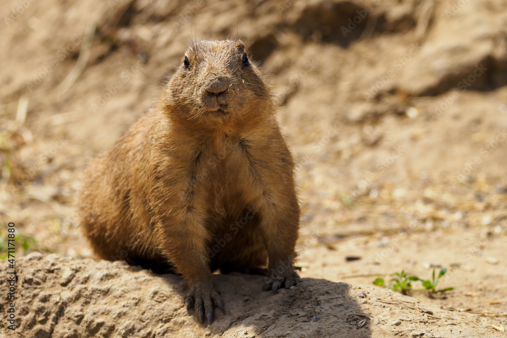 Black-tailed prairie dog outdoors in nature. Black-tailed prairie dog outdoors in nature.