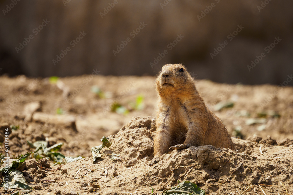Black-tailed prairie dog peeking out of the burrow. Black-tailed prairie dog peeking out of the burrow.