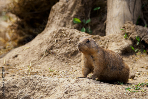 Black-tailed prairie dog outdoors in nature.