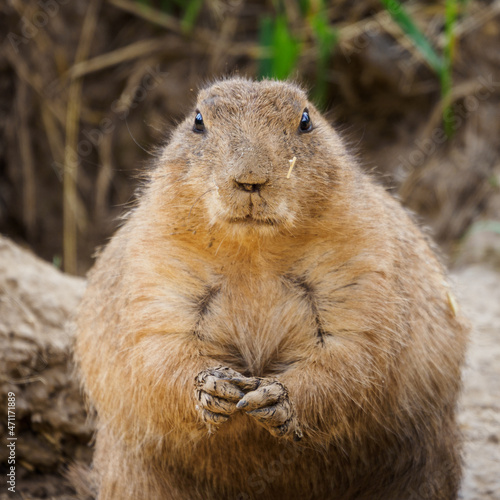 Black-tailed prairie dog outdoors in nature. © lapis2380