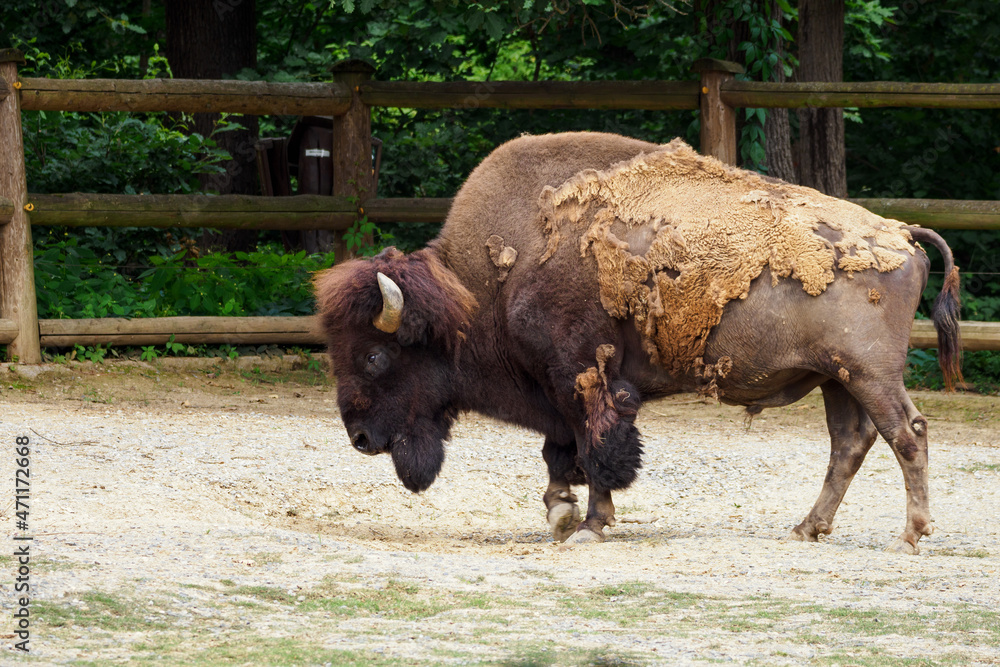 Adult bison outside in the corral.