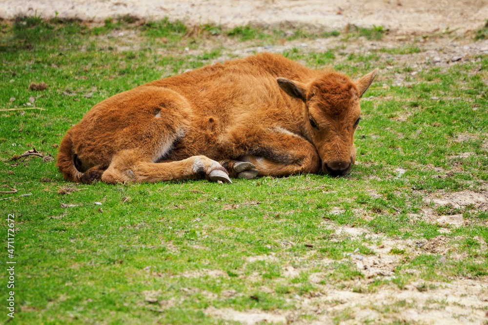 Fototapeta premium Lying bison cub in nature.