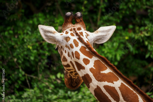 Photography The back of a giraffe head.