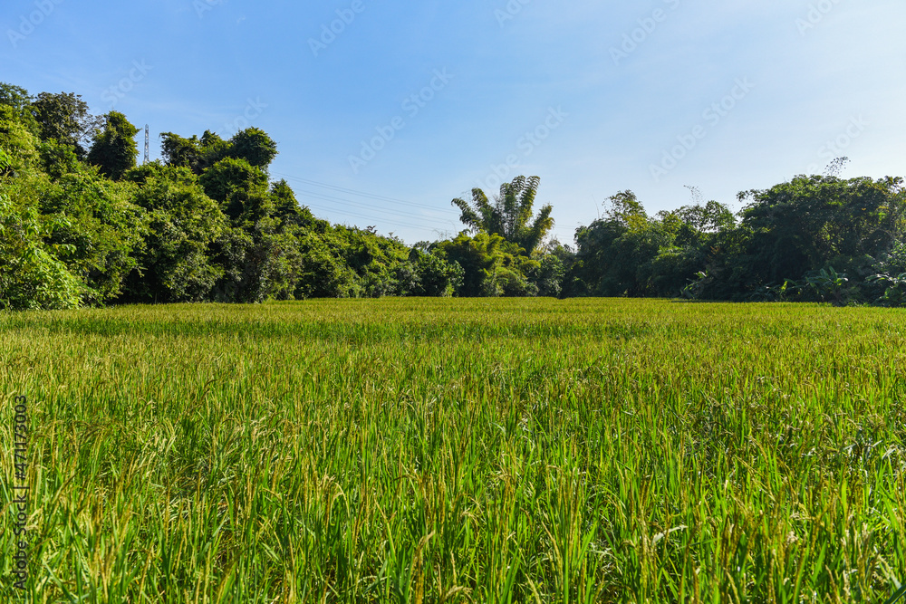 Paddy rice field, landscape rice pant at farm agriculture view with tree in the rural farm countryside Paddy rice field, landscape rice pant at farm agriculture view with tree in the rural farm countryside