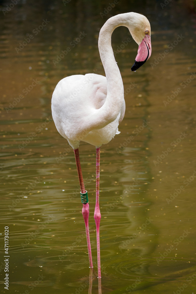 White flamingo standing in the pond.