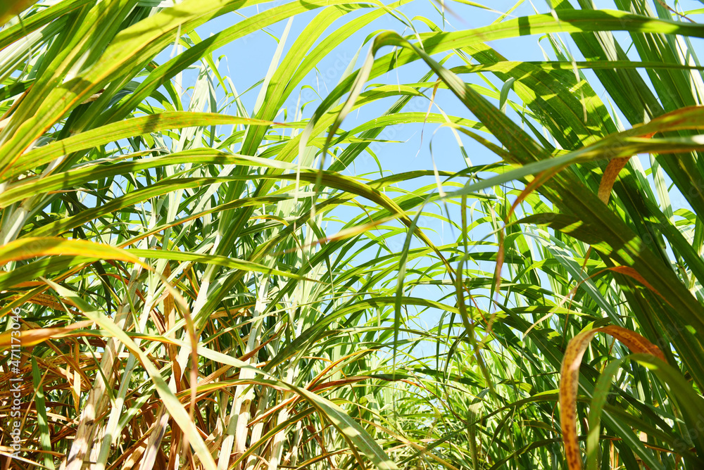 Sugar cane plantation crops in green, Tropical tree plant sugar cane leaves of the green fields nature agricultural farm, sugarcane plant in blue sky Sugar cane plantation crops in green, Tropical tree plant sugar cane leaves of the green fields nature agricultural farm, sugarcane plant in blue sky