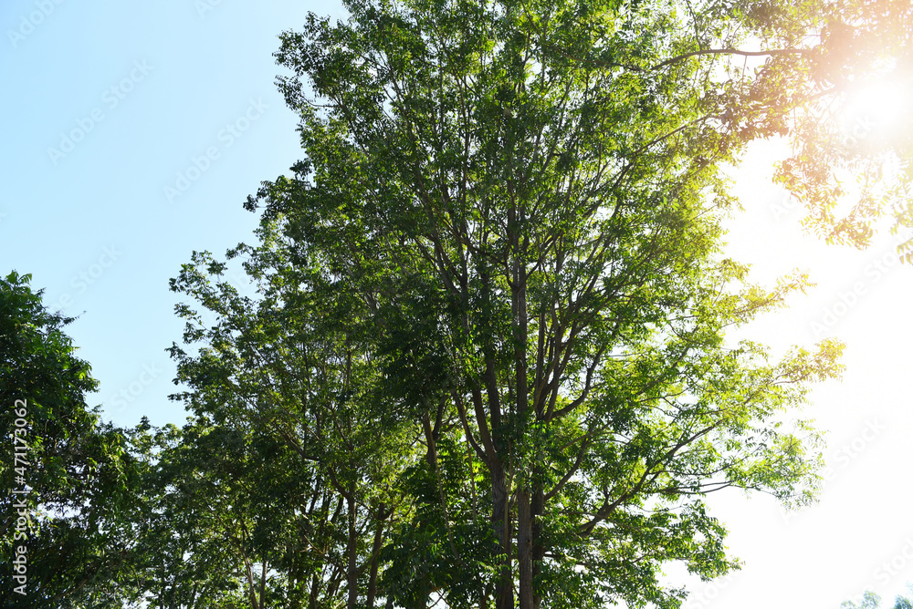 Obraz premium Neem tree The sun brightly shines through tree sunlight Fresh green tree neem leaves plant growing on nature for food and herb, Azadirachta indica