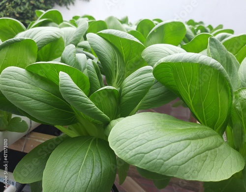 Hydroponic Pakcoy vegetables in the garden. pakcoy in hydroponic pipe. Hydroponic vegetables farm.  photo