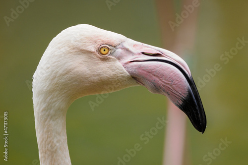 White flamingo - portrait on head.