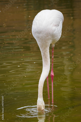 White flamingo with his head under the pond.