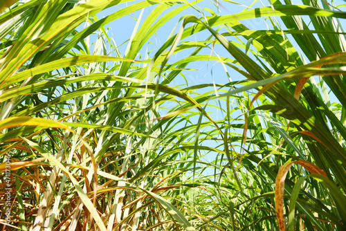 Sugar cane plantation crops in green  Tropical tree plant sugar cane leaves of the green fields nature agricultural farm  sugarcane plant in blue sky
