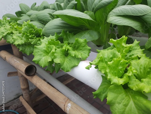 Green pakcoy and lettuce in hydroponic. Growing pakcoy bok choy and lettuce with wick hydroponic system.