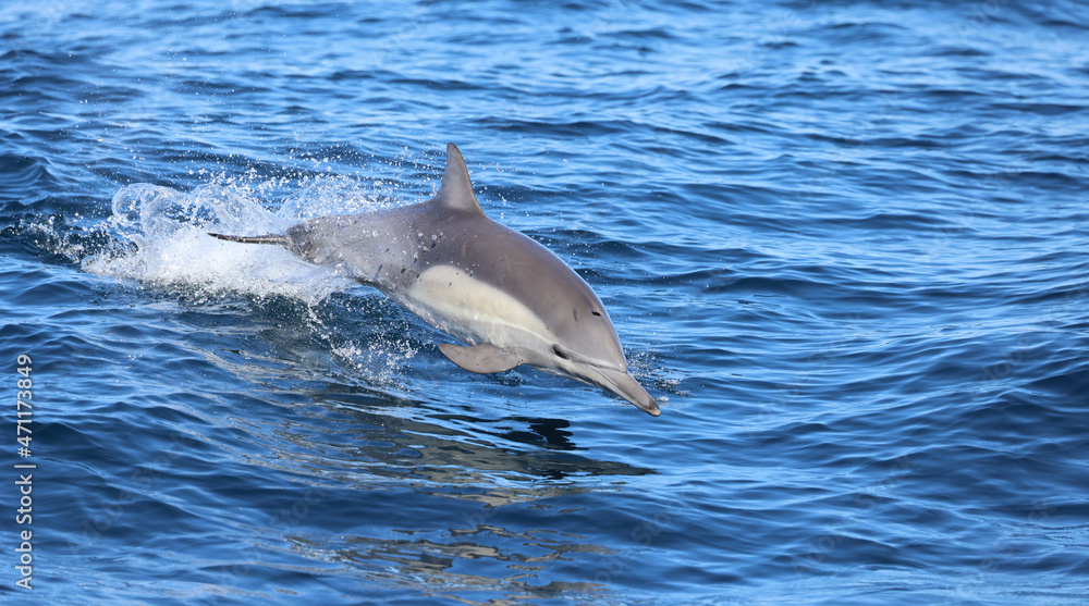 Fototapeta premium dolphin jumping out of water